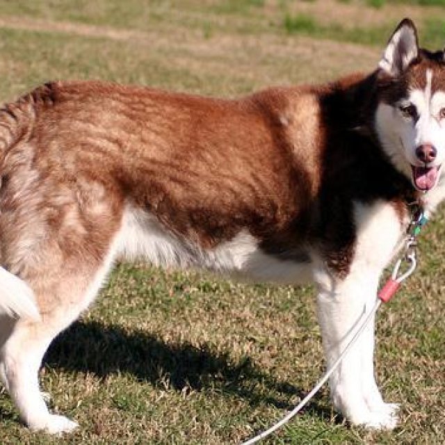 Original photo of Siberian Husky (哈士奇)