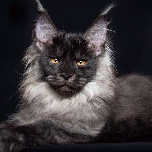 Original photo of Maine Coon (缅因猫)