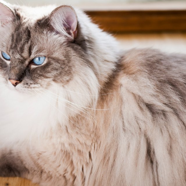 Original photo of Ragdoll (布偶猫)