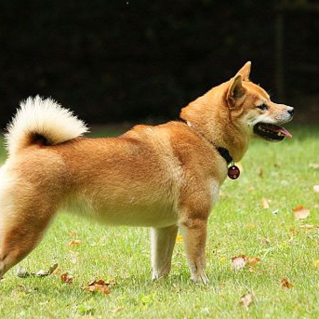 Original photo of Shiba Inu (柴犬)